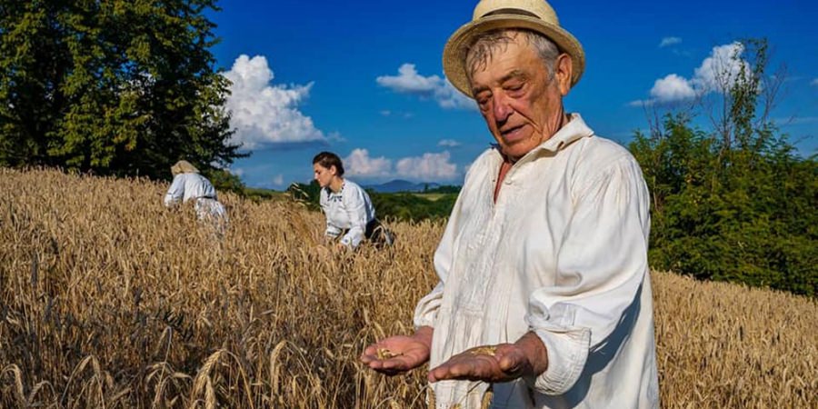 Se organizează o clacă la secerat în Coruia; obiceiurile agrare întâlnite în Țara Chioarului vor fi readuse la viață cu prilejul coacerii grânelor