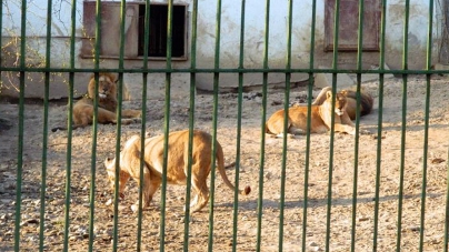 Aducere aminte: Chiar dacă animalele nu o duceau prea bine, băimărenii își amintesc cu drag de gradina zoologică din Baia Mare (GALERIE FOTO)