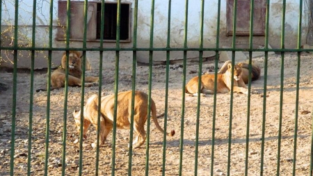 Aducere aminte: Chiar dacă animalele nu o duceau prea bine, băimărenii își amintesc cu drag de gradina zoologică din Baia Mare (GALERIE FOTO)