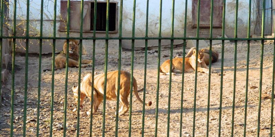 Aducere aminte: Chiar dacă animalele nu o duceau prea bine, băimărenii își amintesc cu drag de gradina zoologică din Baia Mare (GALERIE FOTO)