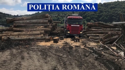 Acțiune complexă în Maramureș: Cantitate uriașă de material lemnos confiscată în ultimele cinci zile. Valoarea totală, 724.397 de lei (VIDEO ȘI FOTO)