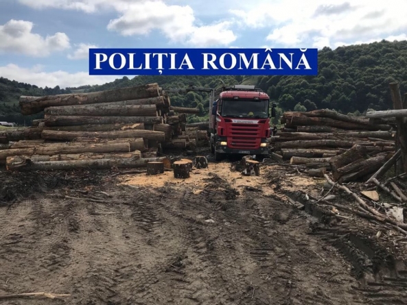 Acțiune complexă în Maramureș: Cantitate uriașă de material lemnos confiscată în ultimele cinci zile. Valoarea totală, 724.397 de lei (VIDEO ȘI FOTO)