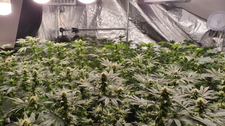 Substanțe interzise: Un bărbat din Maramureș a fost arestat pentru că a vândut cannabis timp de mai bine de doi ani și jumătate