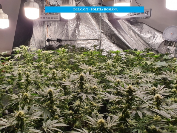 Substanțe interzise: Un bărbat din Maramureș a fost arestat pentru că a vândut cannabis timp de mai bine de doi ani și jumătate