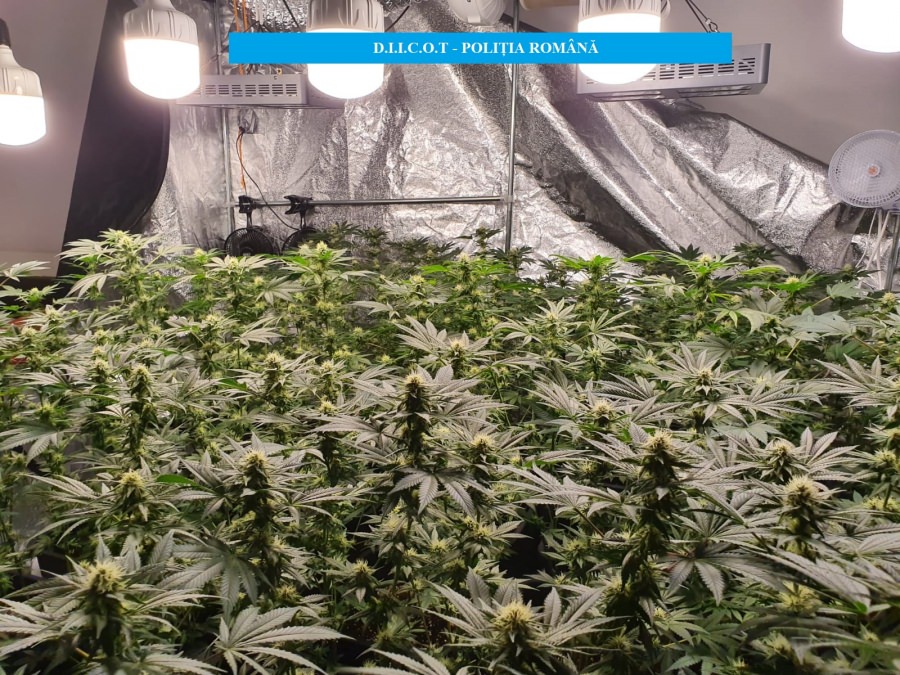 Substanțe interzise: Un bărbat din Maramureș a fost arestat pentru că a vândut cannabis timp de mai bine de doi ani și jumătate