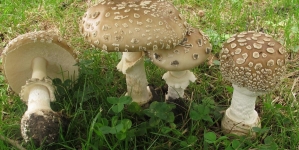 Atenție mare ce culegeți sau cumpărați!: O familie întreagă din Ferneziu, intoxicată cu ciuperci! Patru persoane transportate la UPU Baia Mare