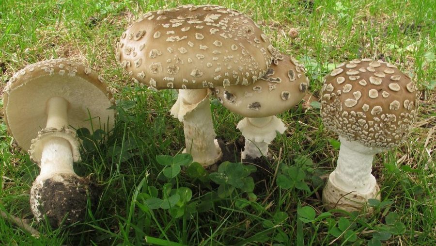 În ultimele trei luni, 25 de persoane au fost internate la Spitalul Județean Baia Mare ca urmare a intoxicației cu ciuperci