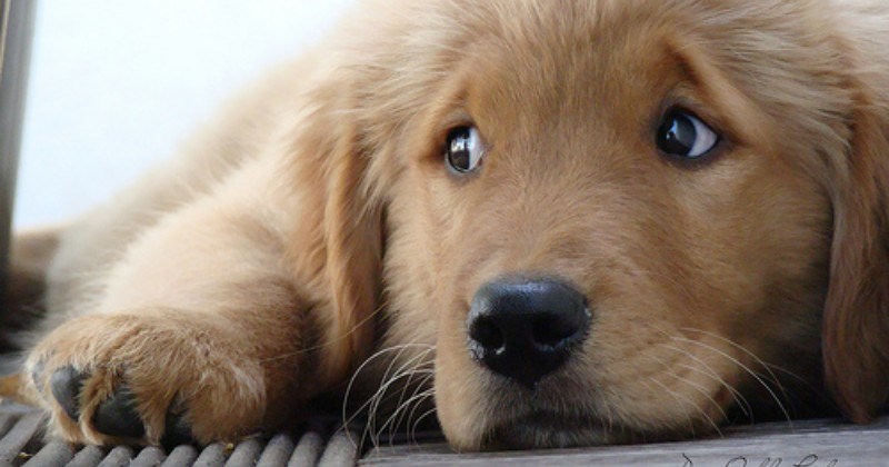 Maramureșenii, de acord cu înființarea Poliției Animalelor: “Este un pas către normalitate”. Ce responsabilități va avea și cum va acționa