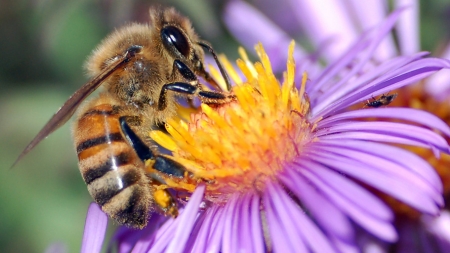 Studiu: Veninul de albină are potenţialul de a distruge celulele cancerului de sân