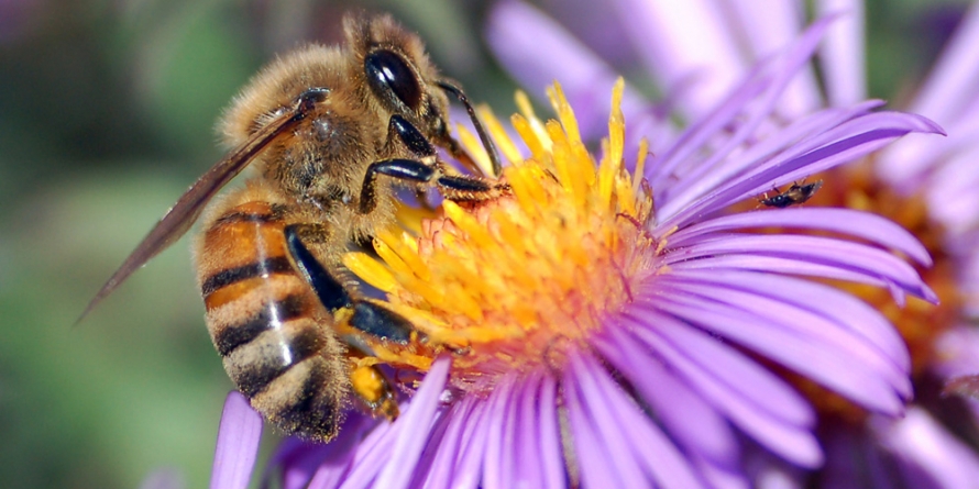 Studiu: Veninul de albină are potenţialul de a distruge celulele cancerului de sân