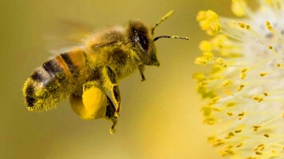 Studiu: Veninul de albină are potenţialul de a distruge celulele cancerului de sân