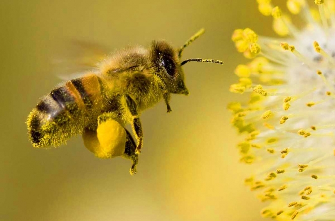 Studiu: Veninul de albină are potenţialul de a distruge celulele cancerului de sân