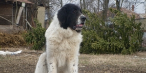 Caz grav în Maramureș: Câine împușcat dintr-o mașină în timp ce era plimbat de stăpân