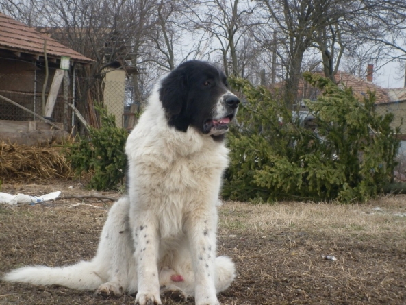 Caz grav în Maramureș: Câine împușcat dintr-o mașină în timp ce era plimbat de stăpân