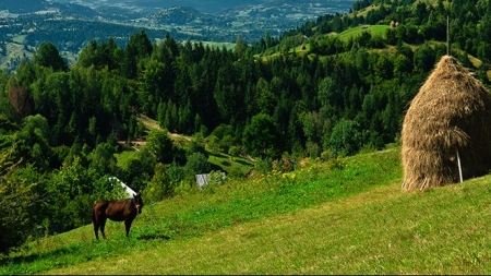 Vremea exactă în Maramureș, duminică, 15 august