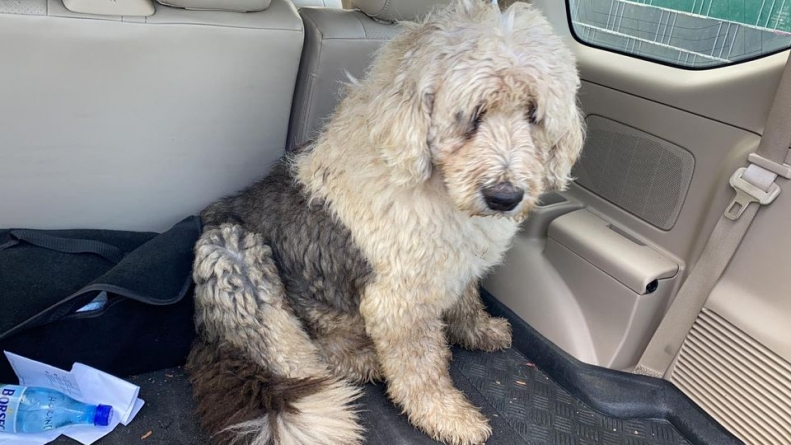 Când comunitatea se mobilizează, se săvârșesc fapte bune!: Boby, câinele rasa bobtail pierdut în Baia Mare, s-a întors acasă! (FOTO)