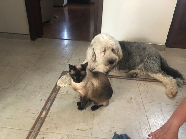 Actualizare: Apel: 500 de lei recompensă pentru cel care ajută la găsirea câinelui rasa bobtail pierdut în Baia Mare (FOTO)