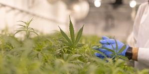 Anchetă Investigare Crimă Organizată: Bărbați din Maramureș în vizorul oamenilor legii prinși fiind având asupra lor substanțe psihoactive!Ei au fost arestați!