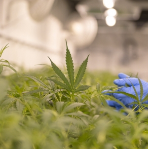 Arsenalul caracatiței din România: În județele Maramureș și Sătmar s-au efectuat 39 percheziții domiciliare, la traficanții unor substanțe interzise de la noi!