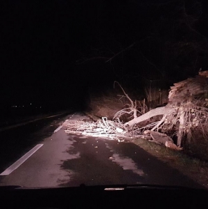 Efecte cod roșu nowcasting: Copaci căzuți în nord-vestul Maramureșului. Probleme cu alimentarea cu curent în două localități