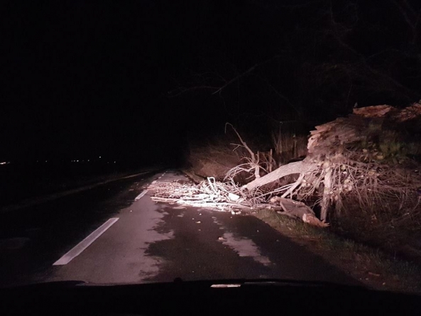 Efecte cod roșu nowcasting: Copaci căzuți în nord-vestul Maramureșului. Probleme cu alimentarea cu curent în două localități