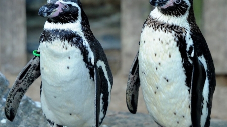 Un tânăr a furat doi pinguini de la Zoo şi i-a scos apoi la vânzare pe Facebook. Câţi ani de închisoare a primit