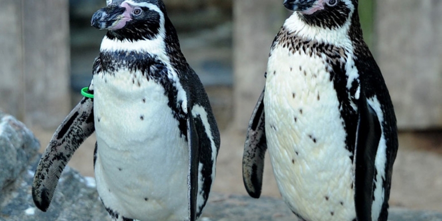 Un tânăr a furat doi pinguini de la Zoo şi i-a scos apoi la vânzare pe Facebook. Câţi ani de închisoare a primit