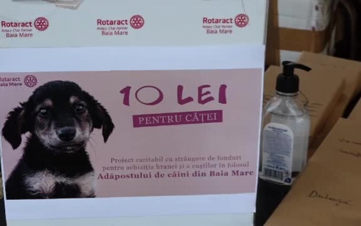 Bookurie fără etichetă: Peste 3.200 de lei donați de băimăreni pentru câinii de la adăpost. Se vor cumpăra cuști și pături pentru iarnă (FOTO)