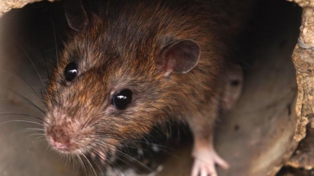 În Baia Mare demarează activitatea de deratizare împotriva rozătoarelor