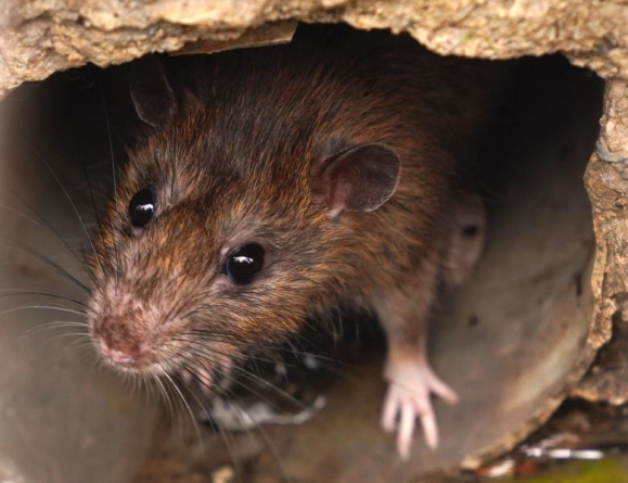 În Baia Mare demarează activitatea de deratizare împotriva rozătoarelor