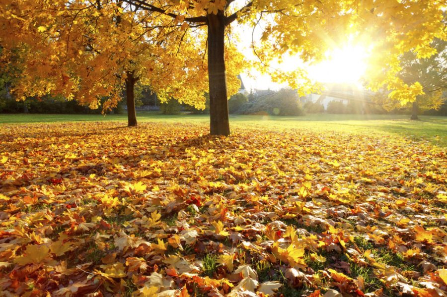 Meteo Maramureș: Alternanță între zile cu vreme frumoasă și zile ploioase, în perioada următoare. Vezi estimările pe două săptămâni