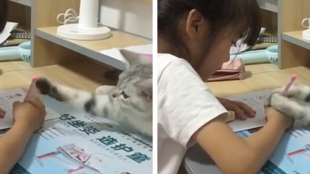Momentul amuzant în care o pisică încearcă să-i distragă atenția unei fetițe care își face temele (VIDEO)