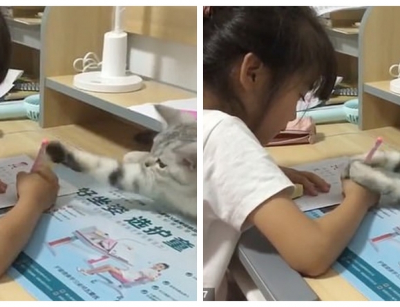 Momentul amuzant în care o pisică încearcă să-i distragă atenția unei fetițe care își face temele (VIDEO)