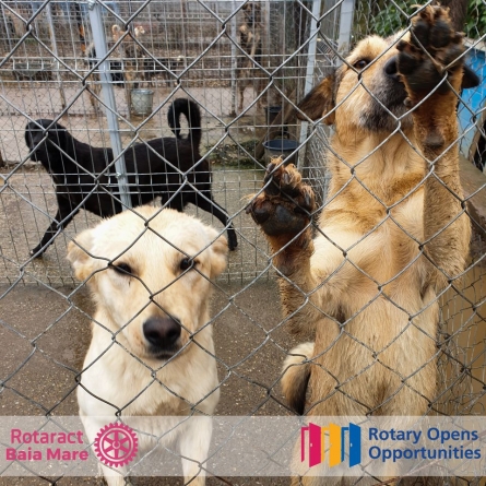 Bookurie în pandemie: Cuștile achiziționate din donații au ajuns la Adăpostul de câini din Baia Mare. Iubitorii de animale, rugați să adopte mai mult (FOTO)