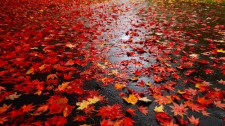 Vremea exactă în Maramureș, marți, 2 noiembrie