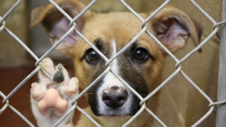 IPJ Maramureș: Şi animalele au dreptul la un tratament sănătos