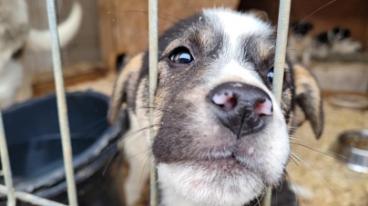 Ajutor pentru micile necuvântătoare: 830 kilograme de hrană pentru cățeii de la trei adăposturi din Baia Mare și apropiere (FOTO)