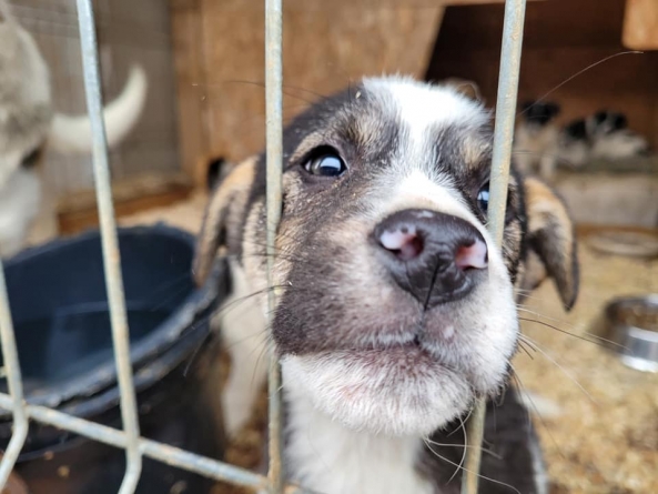 Ajutor pentru micile necuvântătoare: 830 kilograme de hrană pentru cățeii de la trei adăposturi din Baia Mare și apropiere (FOTO)