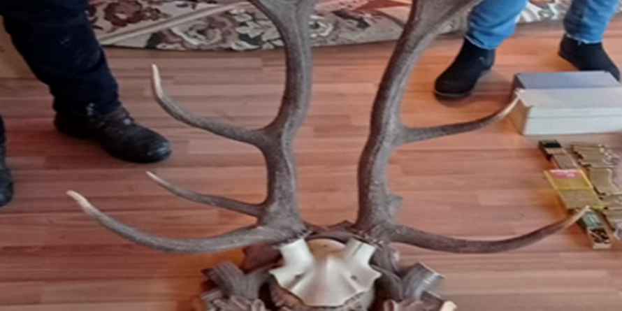 Vișeu de Sus: Percheziţii la domiciliile a patru persoane bănuite de infracţiuni de braconaj