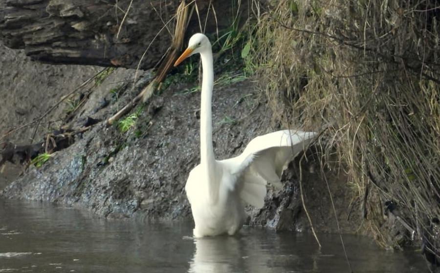 Inedit: Egreta își face noaptea de Revelion în Cheile Lăpușului. Vremea anormal de caldă a ținut-o în Maramureș de Anul Nou (FOTO)