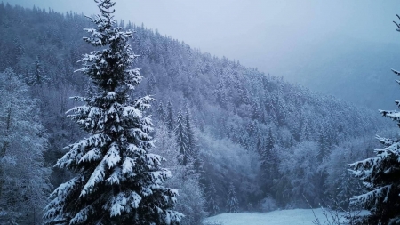 Informare meteo: Ninsori moderate cantitativ, așteptate în Maramureș timp de două zile. La munte, vânt puternic. Vezi avertismentul specialiștilor