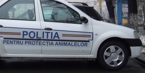 Și în Maramureș: Concurență pentru posturile de polițiști la protecția animalelor