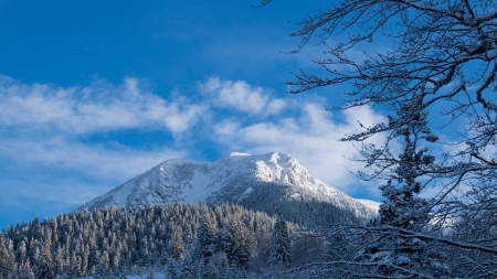 Peisaj de poveste: Munții Țibleș au îmbrăcat haina de iarnă (GALERIE FOTO)