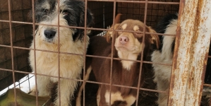 Condiții groaznice: „Lagărul” câinilor fără stăpân din Târgu Lăpuș a fost demolat! 12 mici patrupede au fost salvate din calvar (FOTO)