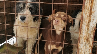 Condiții groaznice: „Lagărul” câinilor fără stăpân din Târgu Lăpuș a fost demolat! 12 mici patrupede au fost salvate din calvar (FOTO)