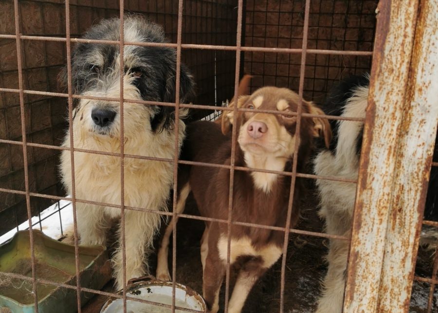 Condiții groaznice: „Lagărul” câinilor fără stăpân din Târgu Lăpuș a fost demolat! 12 mici patrupede au fost salvate din calvar (FOTO)