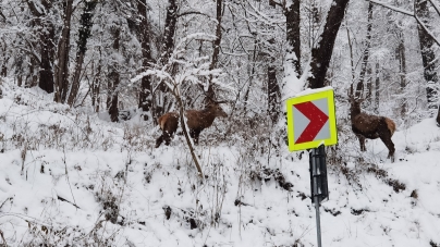 Frumusețile Maramureșului: Cerbi filmați, în toată măreția și splendoarea lor, în Pasul Gutâi. Vezi spectaculoasele imagini (VIDEO ȘI FOTO)