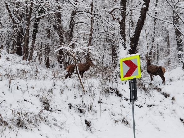 Frumusețile Maramureșului: Cerbi filmați, în toată măreția și splendoarea lor, în Pasul Gutâi. Vezi spectaculoasele imagini (VIDEO ȘI FOTO)