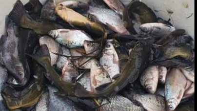 Controale: Garda de Mediu Maramureș face verificări după popularea râului Someș cu o specie de pești dăunătoare (FOTO)