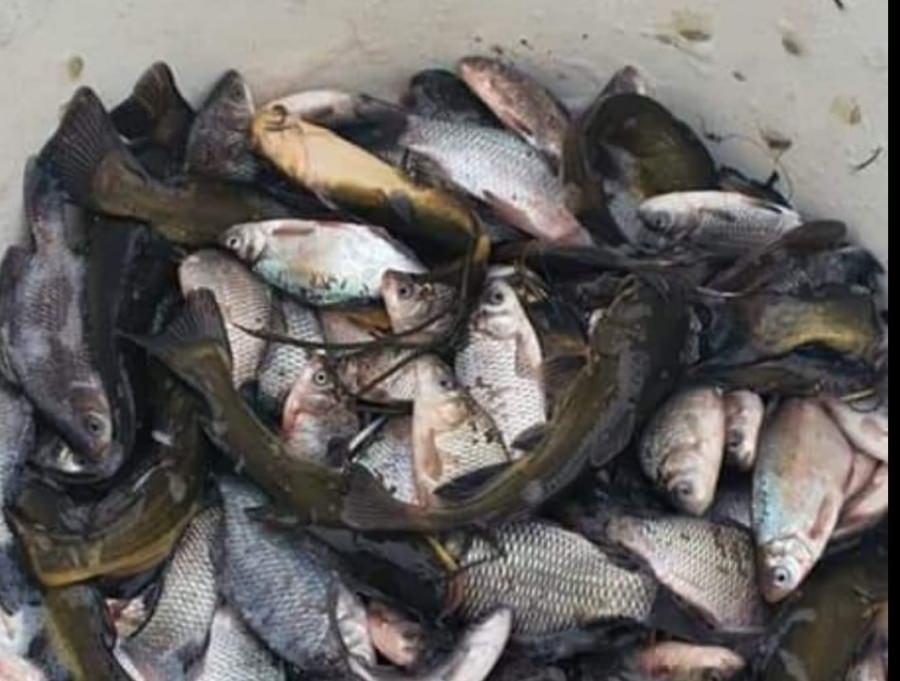 Controale: Garda de Mediu Maramureș face verificări după popularea râului Someș cu o specie de pești dăunătoare (FOTO)